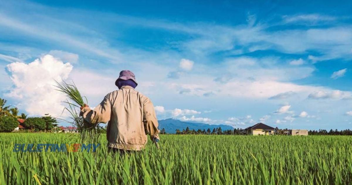 Penyelarasan harga lantai padi, PeSAWAH berterima kasih tapi dukacita