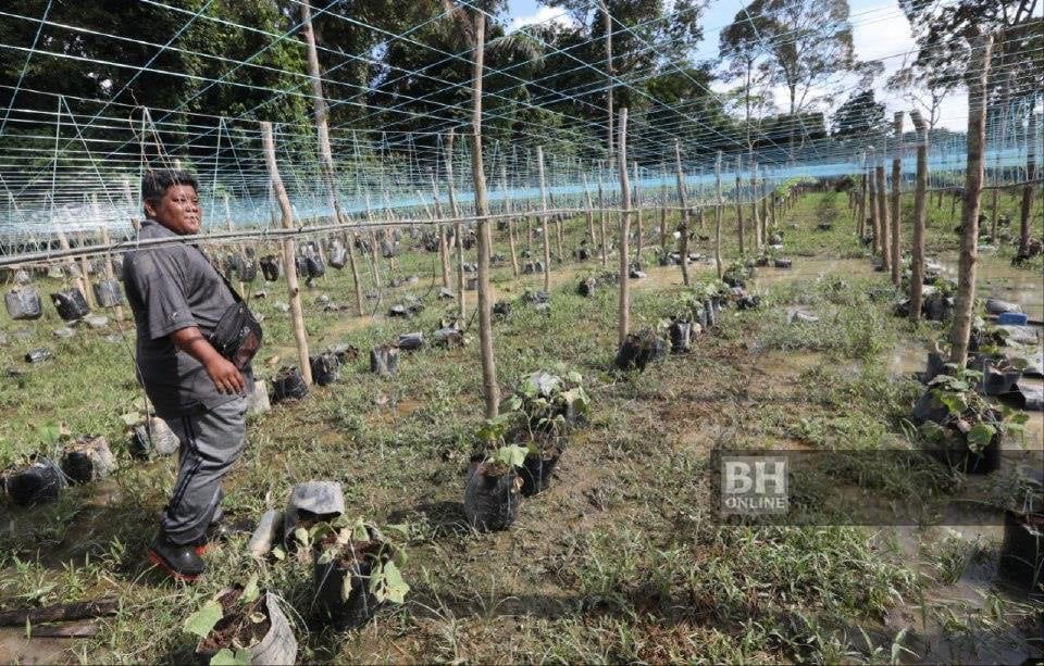 Banjir sebabkan pekebun sayur rugi RM280,000