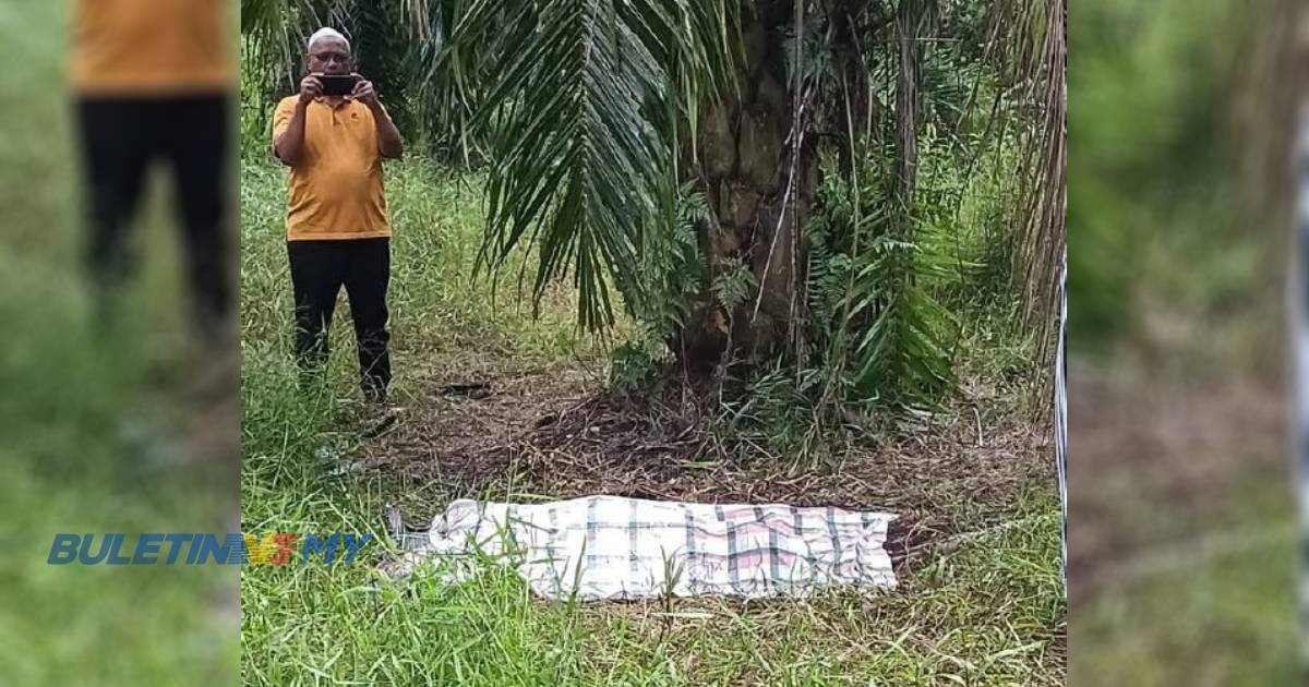 Mayat warga emas hilang ditemui di kebun kelapa sawit