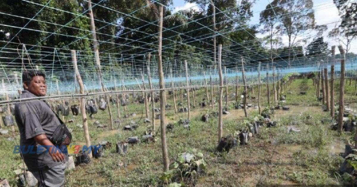 Banjir sebabkan pekebun sayur rugi RM280,000