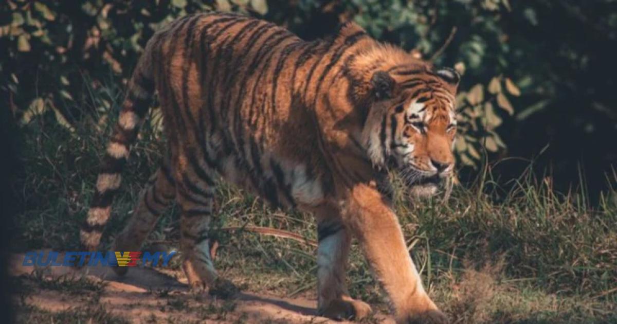 Harimau serang ternakan penduduk dipercayai telah kembali ke hutan