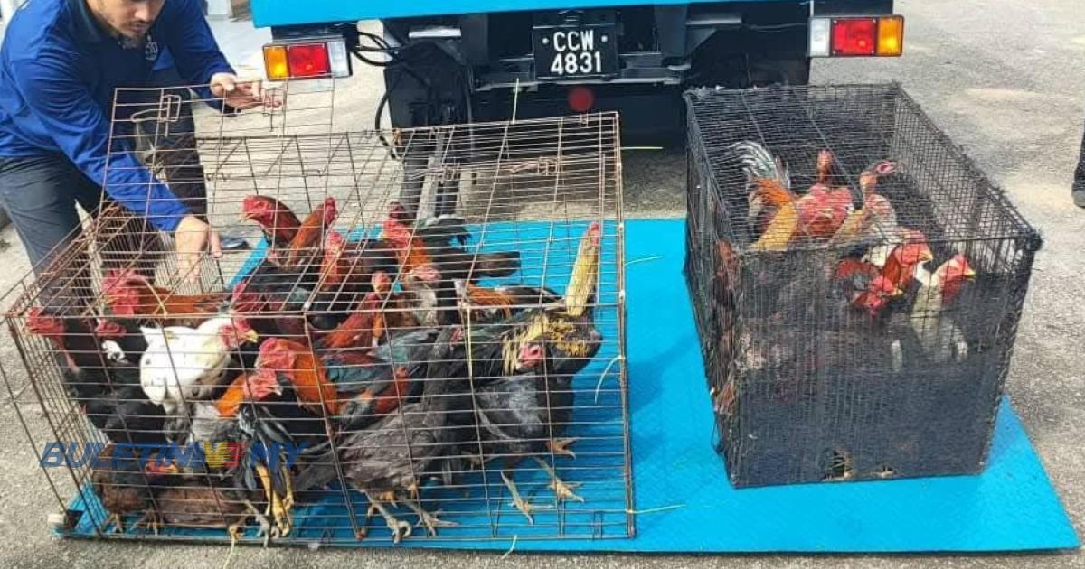 MBK sita 40 ekor ayam diternak di taman perumahan