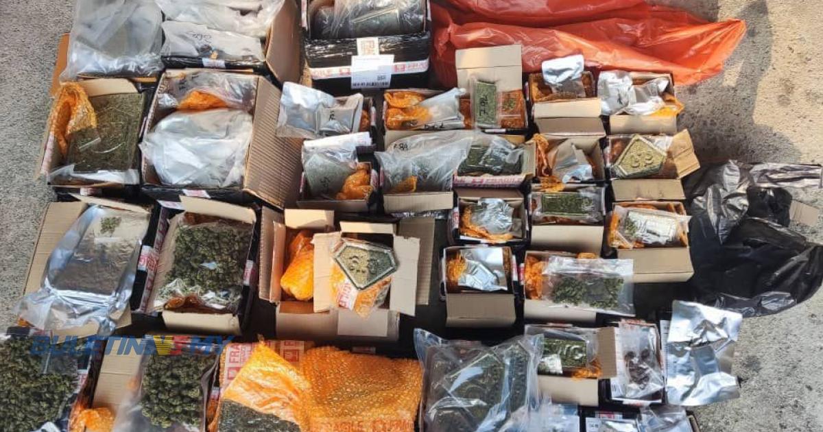 PGA rampas 16kg ganja bernilai lebih RM50 ribu di Rantau Panjang