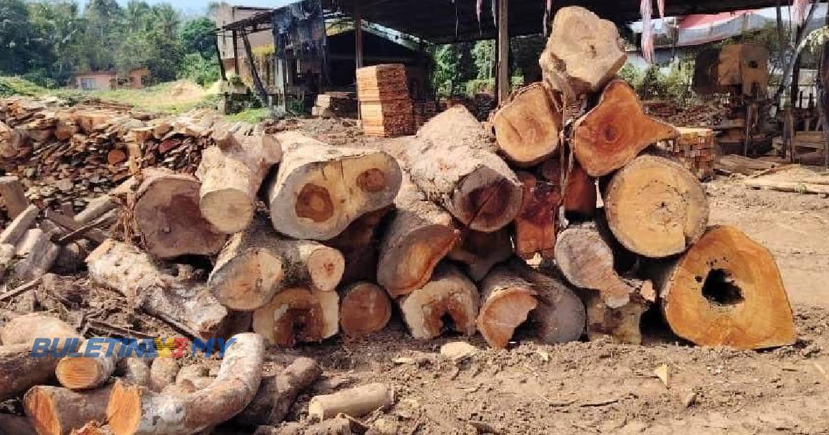 Kayu balak bernilai RM16.3 juta dirampas PGA