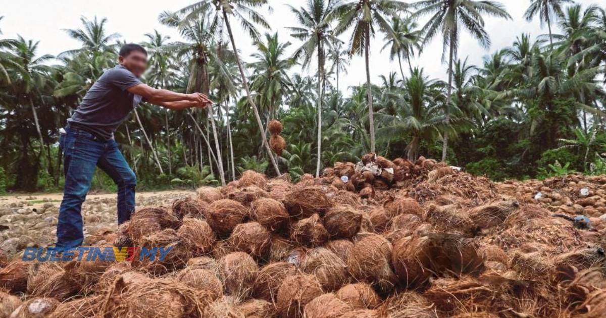 734 tan metrik kelapa dibawa masuk bagi stabilkan harga di pasaran