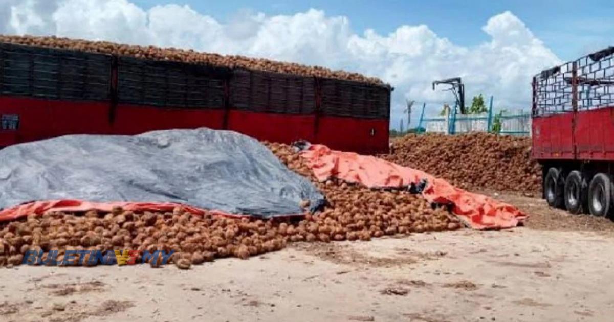 5 ditahan cuba seludup 88,000 biji kelapa ke Thailand