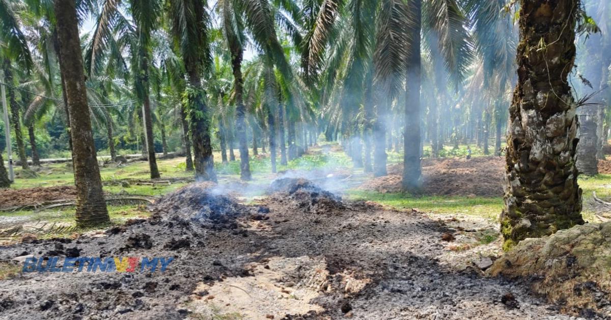 Kualiti udara buruk di kulim bongkar pembakaran terbuka ladang sawit