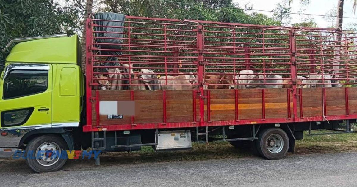 20 lembu seludup dari Thailand dirampas PGA