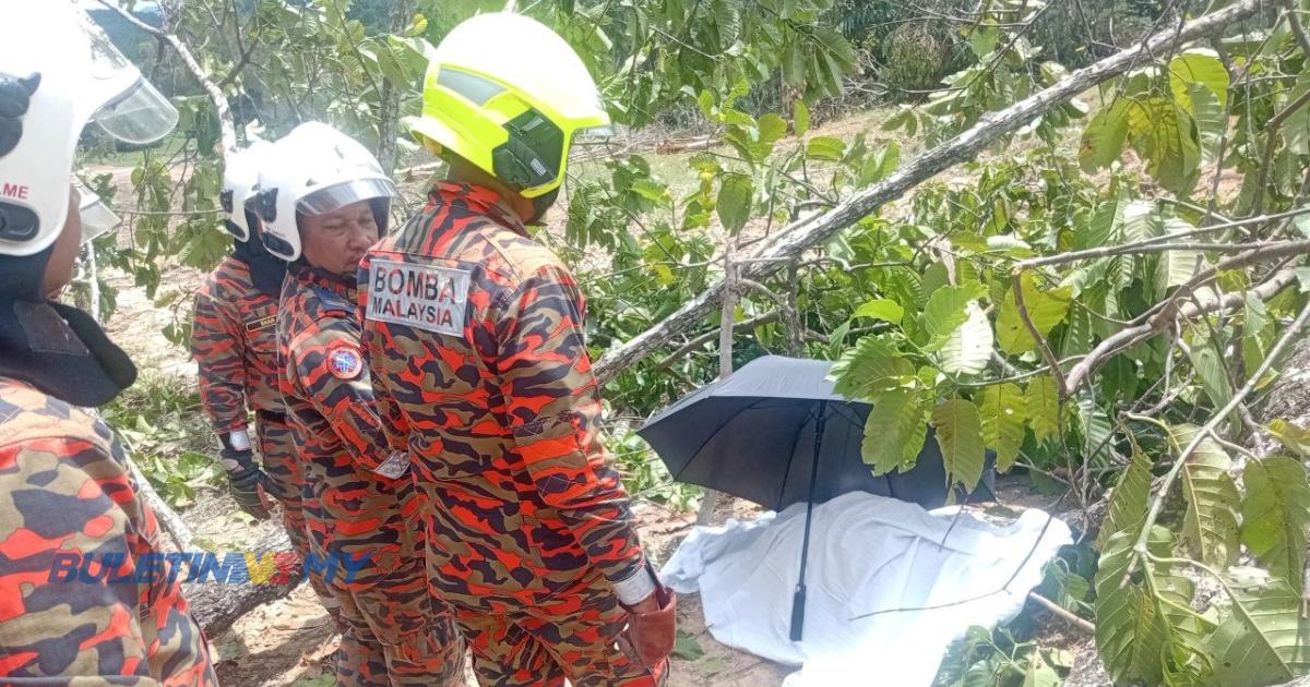 Lelaki warga emas maut dihempap pokok