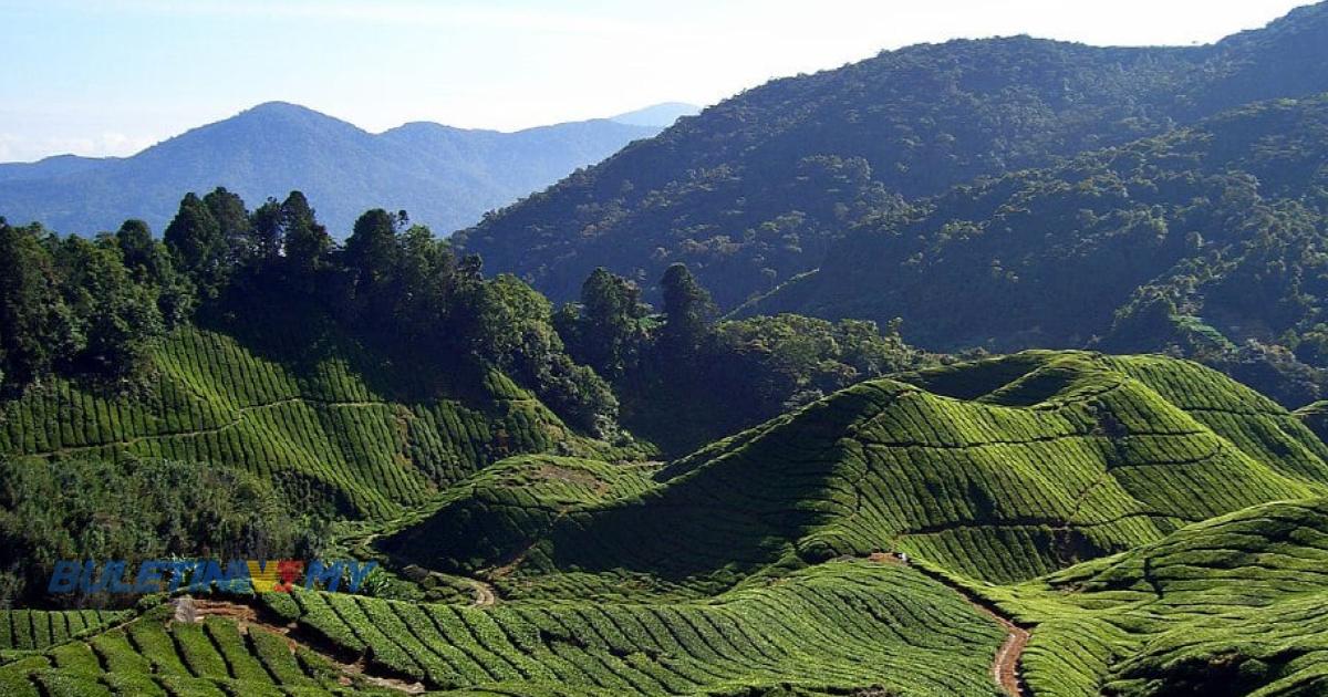 Cameron Highlands semakin panas, purata suhu harian cecah 18.91 darjah Celsius