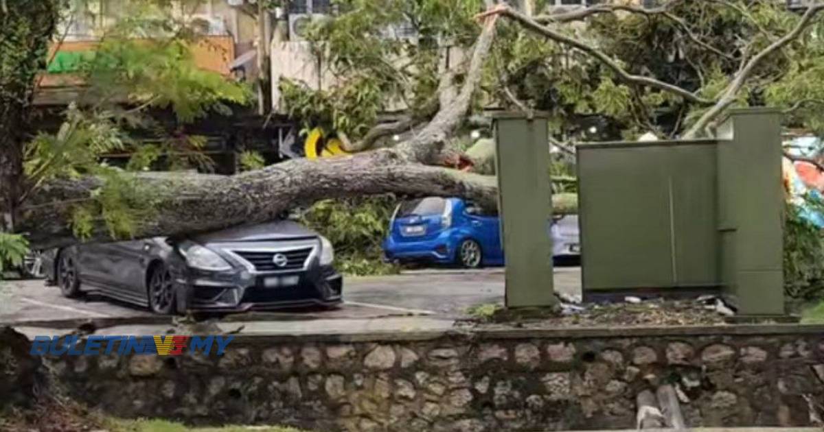 Pokok tumbang hempap 15 kenderaan