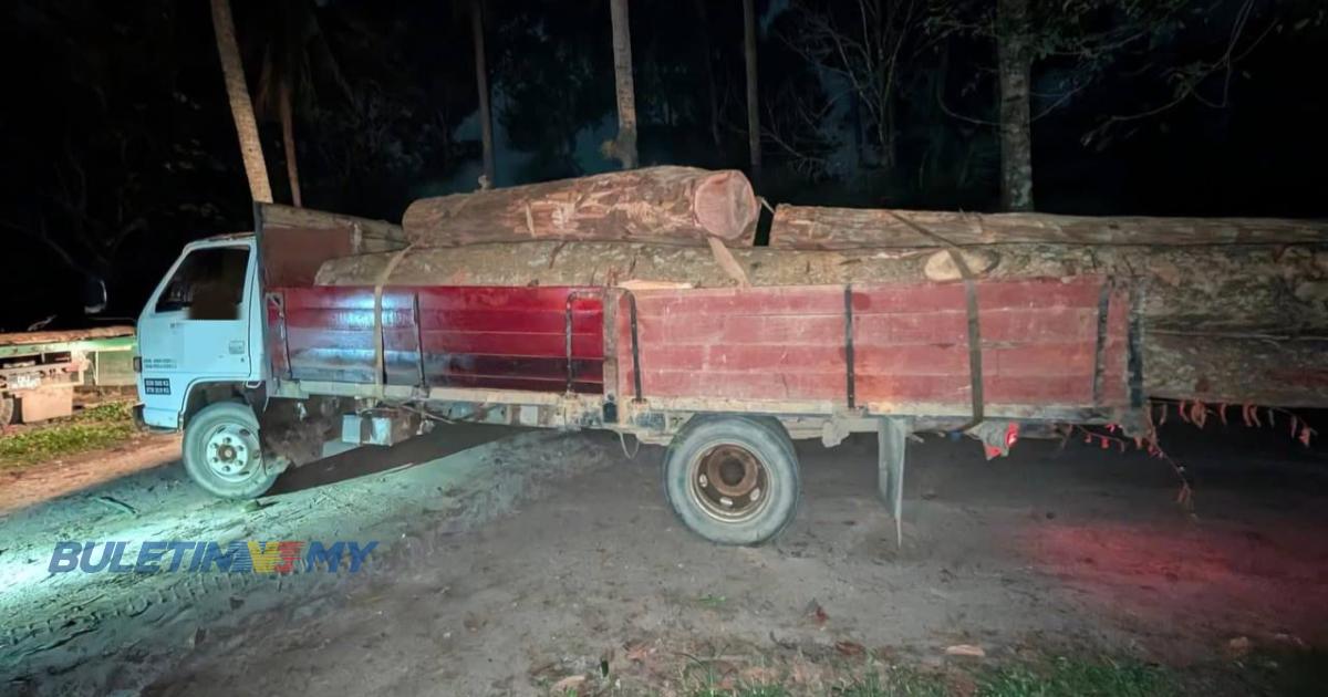 Kayu balak, pokok bunga kertas bernilai RM4.2 juta dirampas PGA