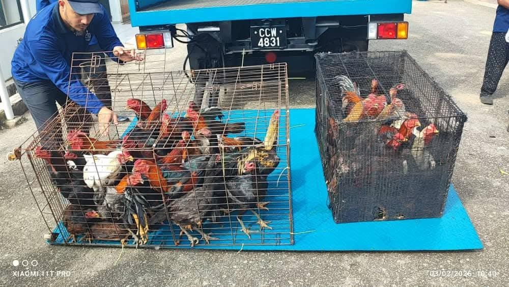 MBK sita 40 ekor ayam diternak di taman perumahan