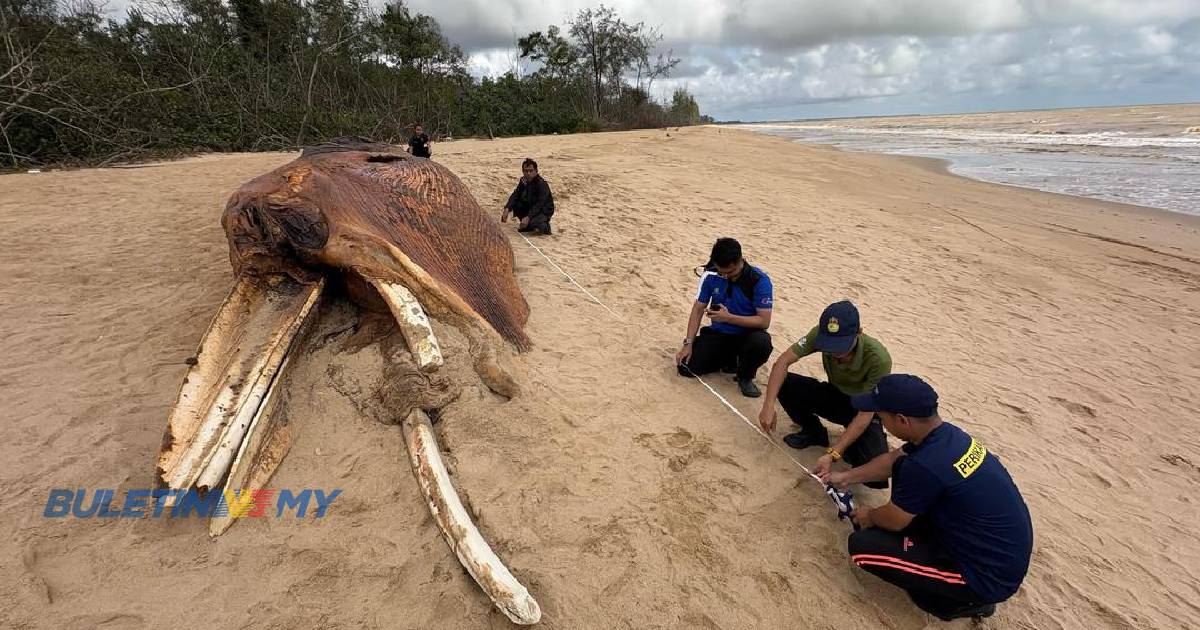 [VIDEO] Bangkai paus ditemui terdampar di pantai