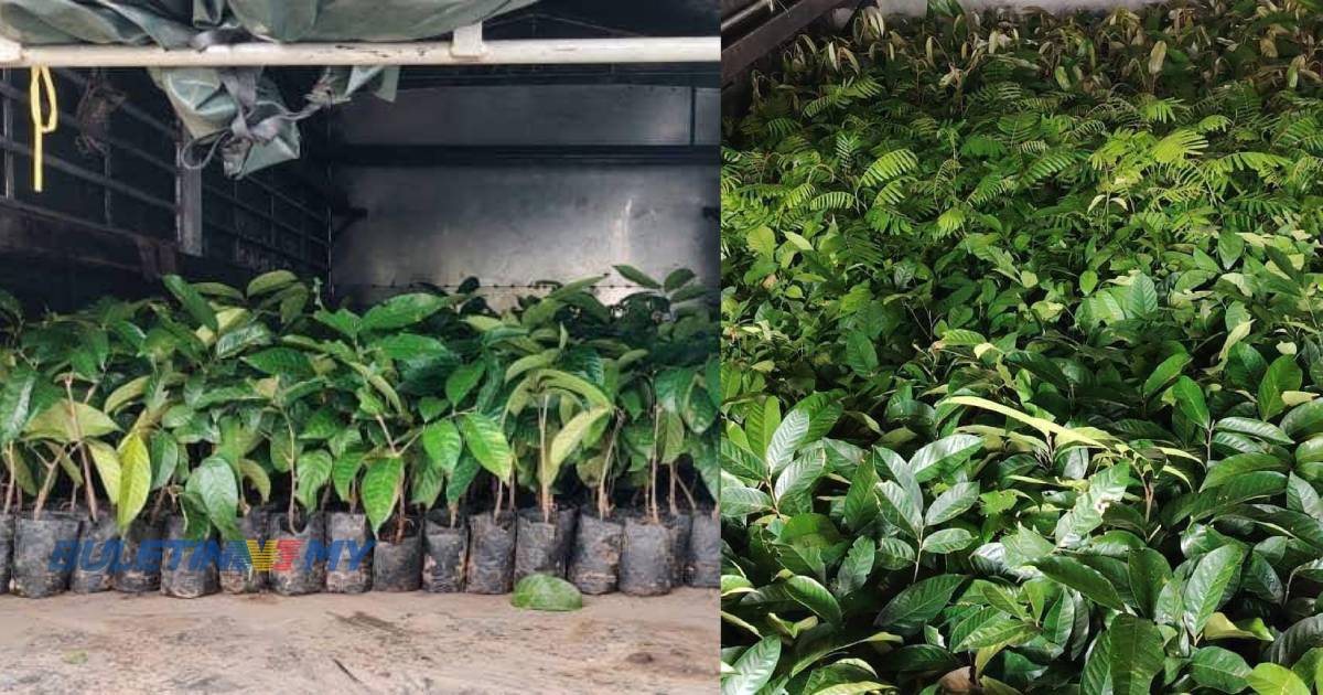 Cubaan seludup pokok durian, petai bernilai lebih RM2 juta gagal