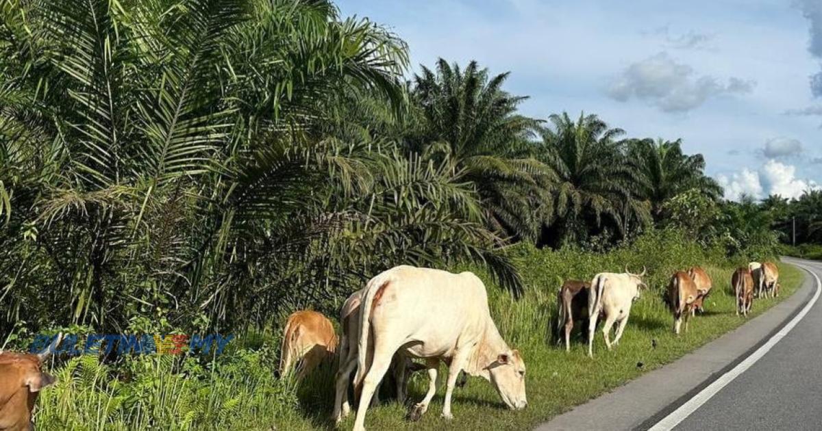 Polis nasihat pemilik pantau ternakan bagi elak kemalangan jalan raya