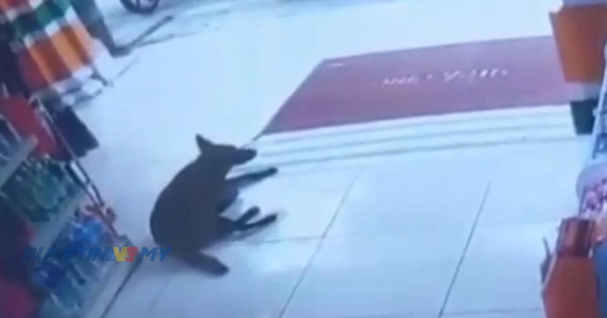 Pelaku simbah air panas pada anjing sudah dibuang kerja