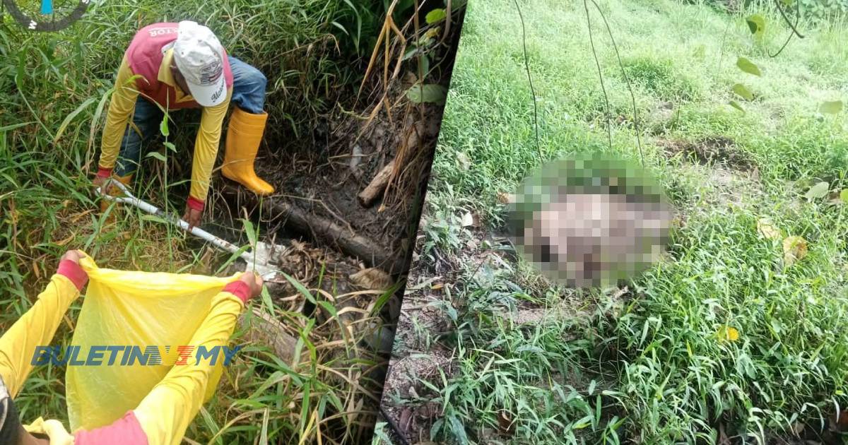 [VIDEO] Aduan Rakyat: Bau busuk bangkai babi hutan belenggu penduduk