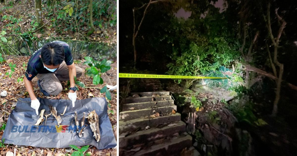 ADUAN RAKYAT: Kematian babi hutan di Ukay Heights akibat Demam babi Afrika