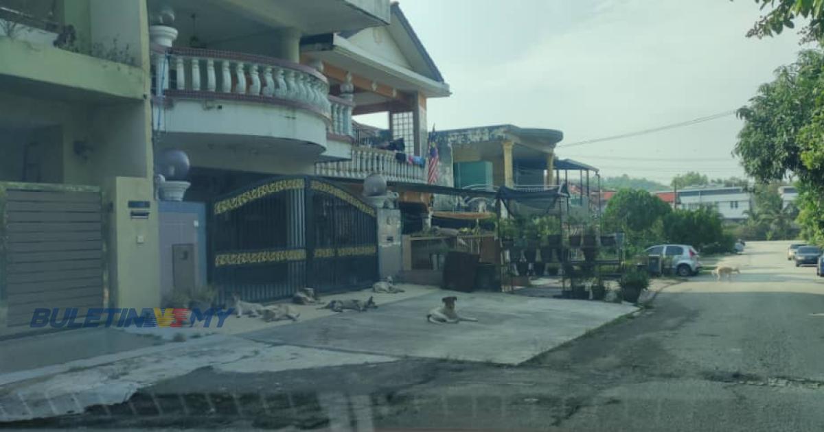 [VIDEO] Aduan Rakyat: Penduduk resah, anjing liar ancam keselamatan dan urusan harian
