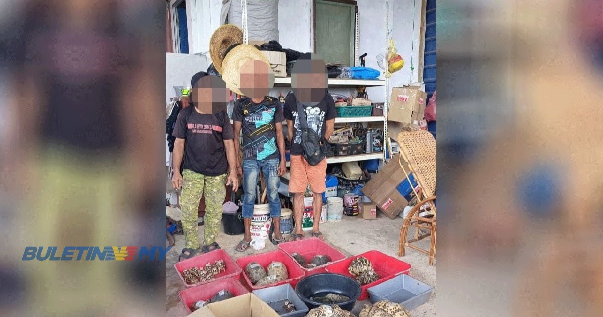 Sindiket penyeludupan pelbagai spesies kura-kura ditumpaskan